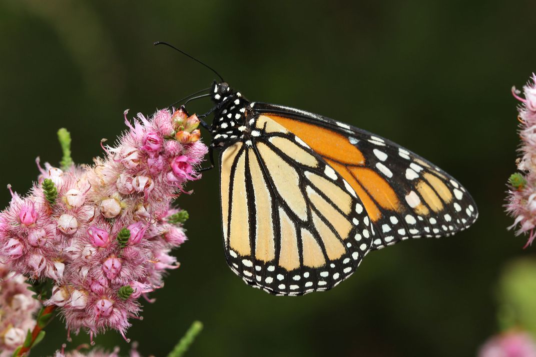 Monarch Butterfly