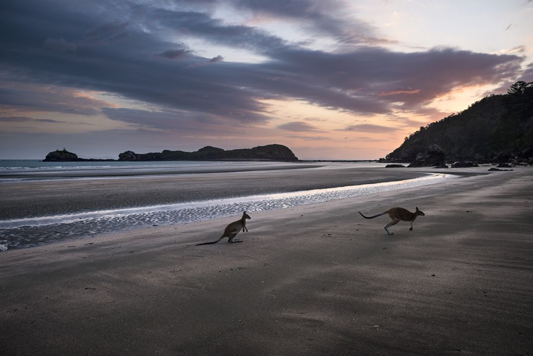 Roos on the beach | Smithsonian Photo Contest | Smithsonian Magazine