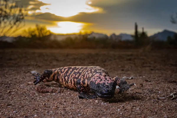 A Desert Legend, The Gila Monster thumbnail