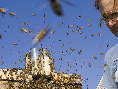 Biologist Thomas Seeley says animals other than bees use swarm intelligence—including, sometimes, people.