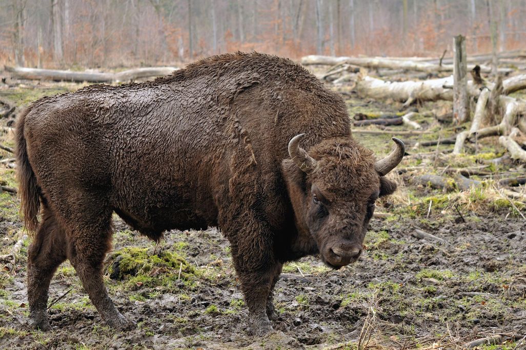 European bison