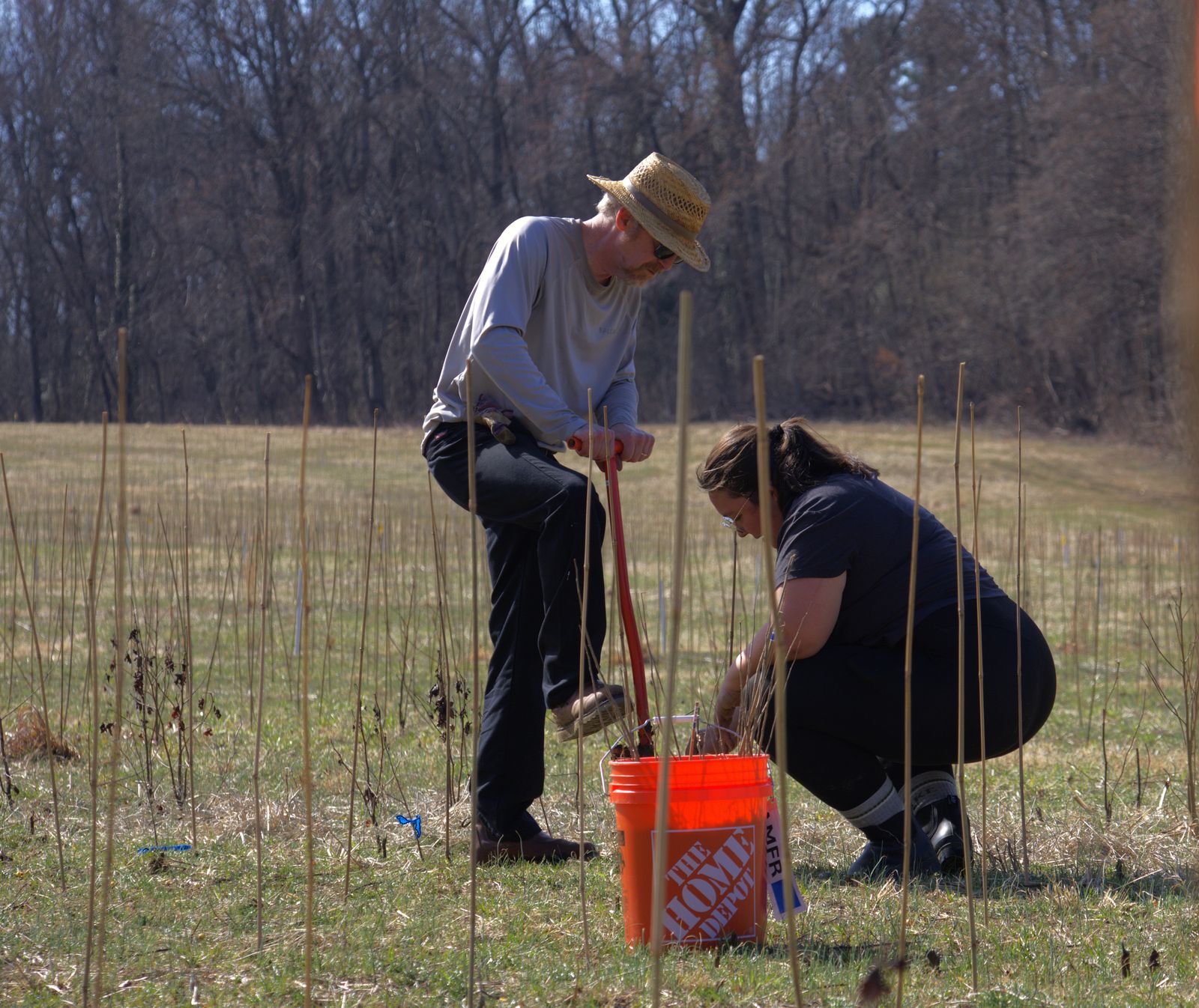 The Planet Needs Prosperous Forests. These Scientists Are Planting More Than 33,000 Trees to Find the Perfect Species Blends