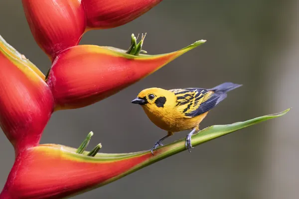 Golden Tanager and Heliconia Flowers thumbnail