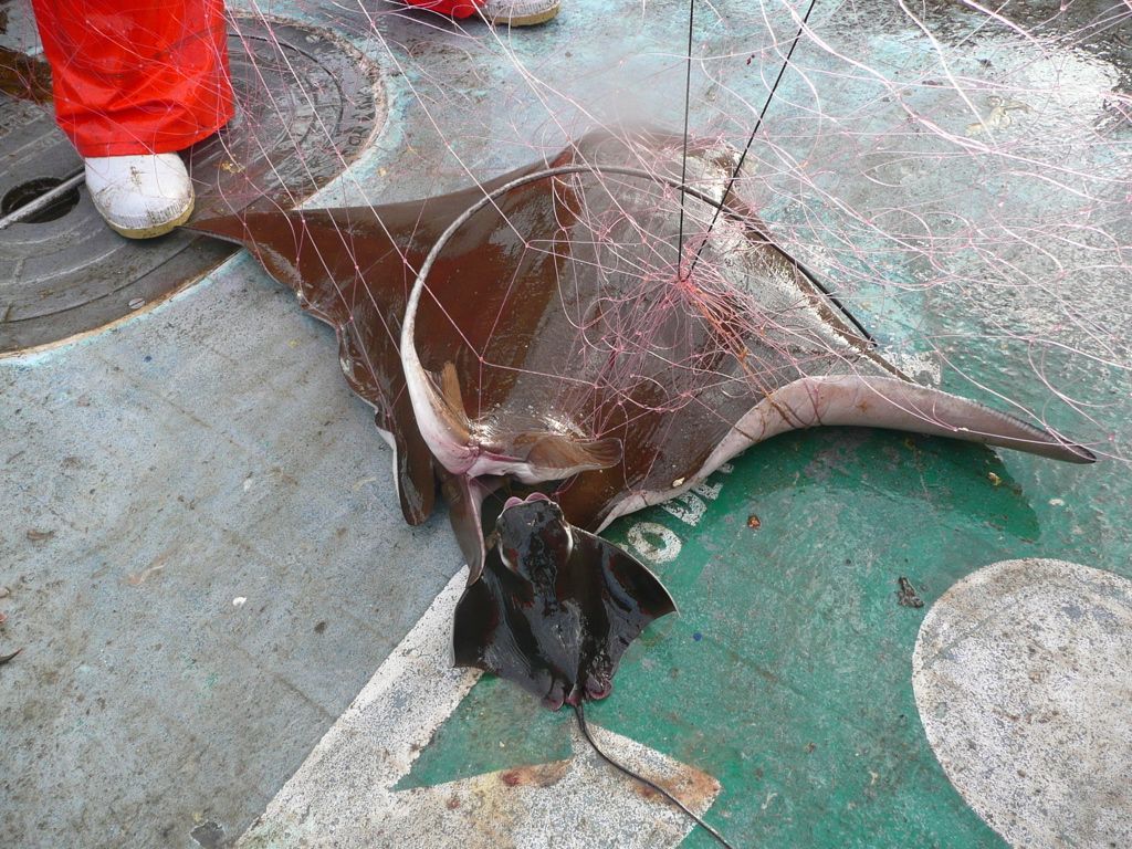A ray stuck in a fish net