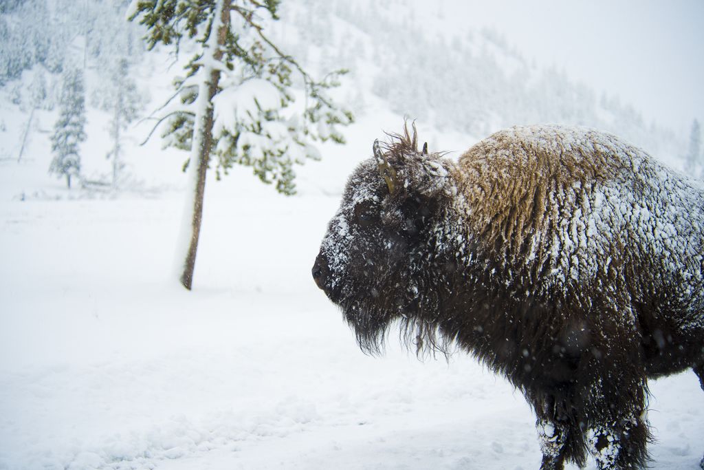 07_31_2014_bison.jpg