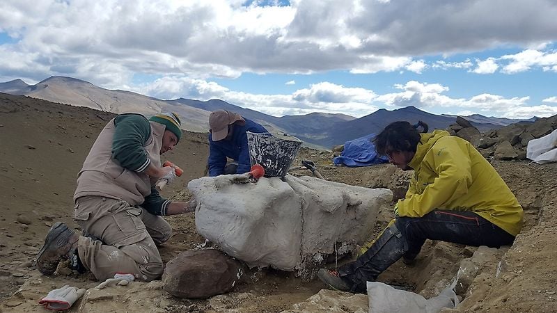 A photo of a team of paleontologists excavating a large dinosaur bone in Chile.