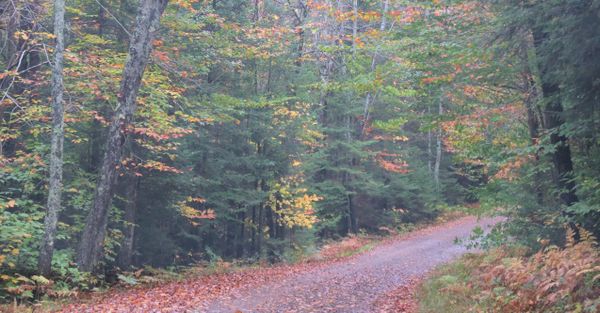 A road in the Adirondacks thumbnail