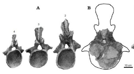Tail vertebrae from a previously known Alamosaurus specimen (A), compared with a newly-discovered Alamosaurus tail vertebra (B) and a tail vertebra from the large titanosaur Futalognkosaurus (C).