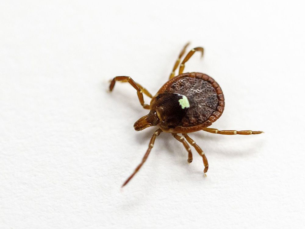 A lone star tick on a white background