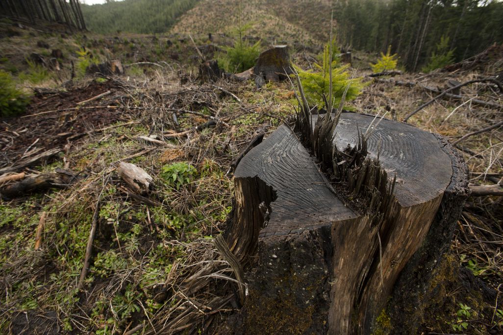 logging