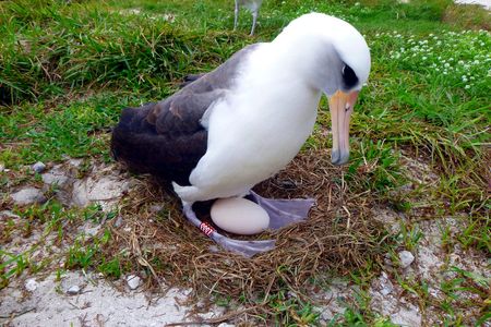 This bird has a bun in the oven. 