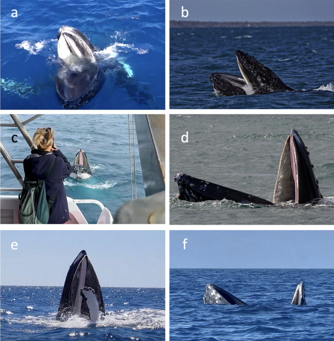 six images of whale gaping