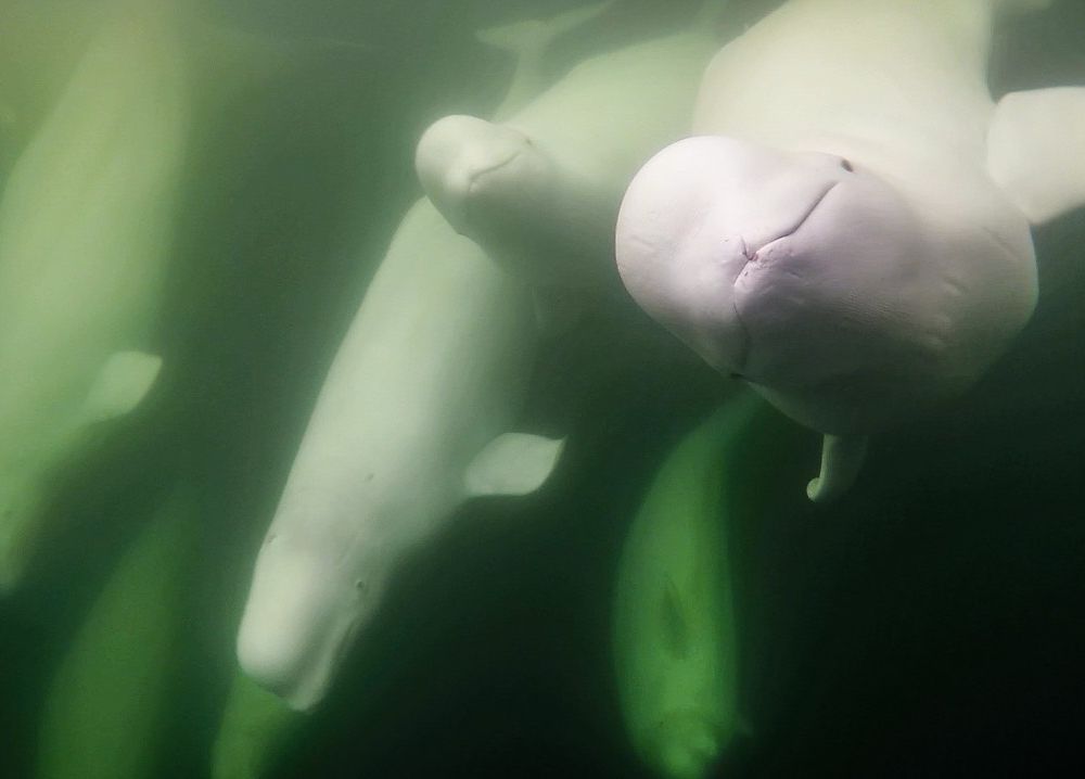 Beluga whales underwater