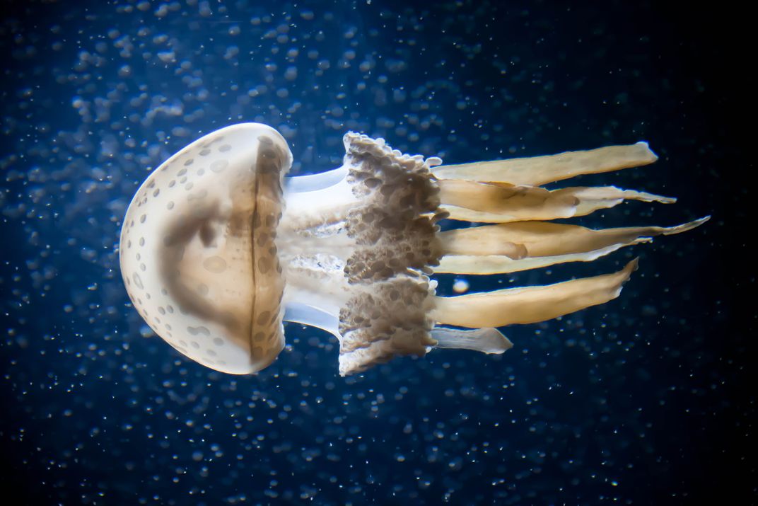 Jellyfish swimming in the Baltimore aquarium Smithsonian Photo