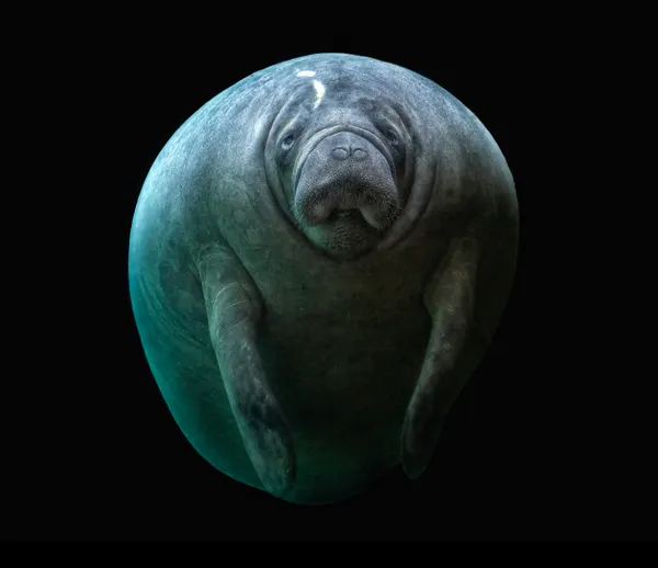 The true mermaid thumbnail