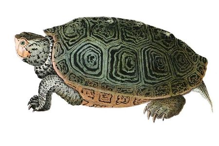 In a fit of pique, according to one of Aesop's fables, the god Hermes made the animal carry its house forever on its back.