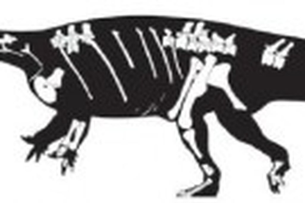 20110520083156aardonyx-skeleton-300x90.jpg