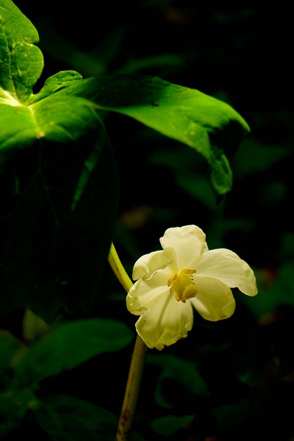 Mayapple blossom thumbnail