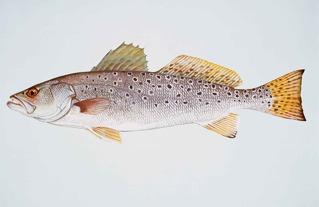 1024px-Spotted_seatrout_fish_cynoscion_nebulosus.jpg