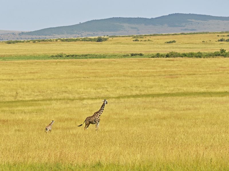 Little and Large Giraffes | Smithsonian Photo Contest | Smithsonian ...