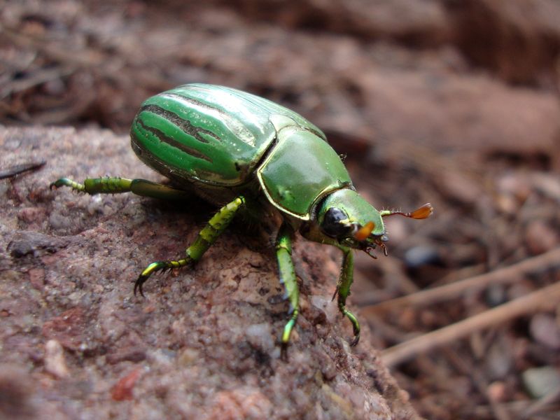 I was at Camp Tontozona and I saw I this brilliant green little scarab ...
