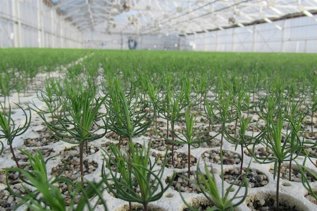 Tree nursery 