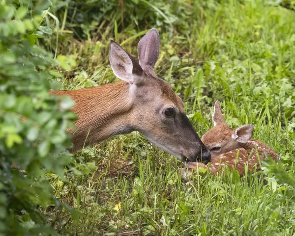 White-tailed Deer with newborn fawn thumbnail