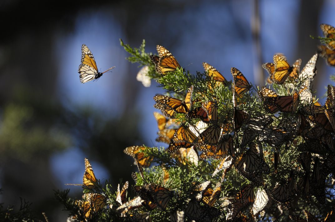 several monarch butterflies flocking on a tree