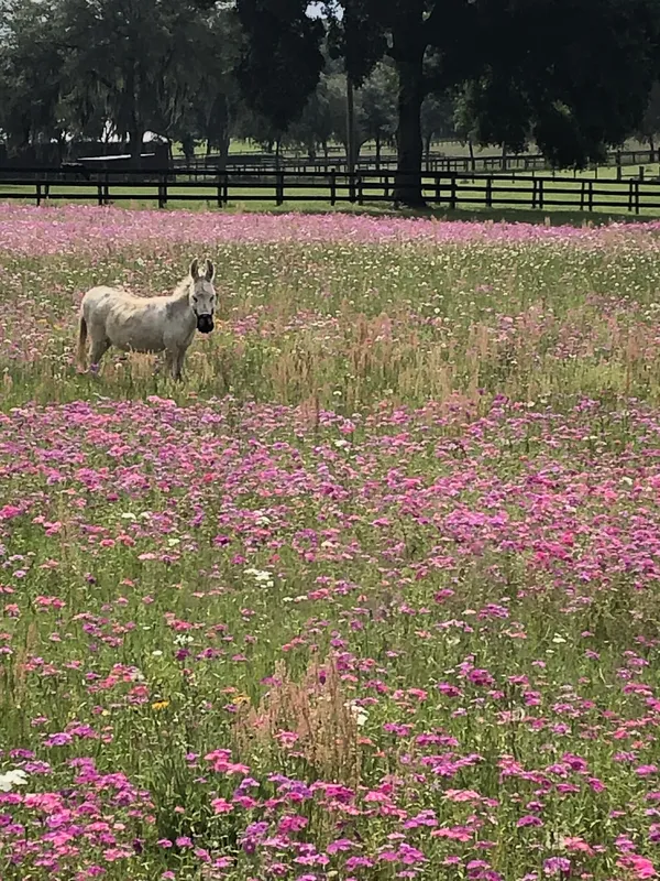Donkey in a Springtime flowered pasture thumbnail