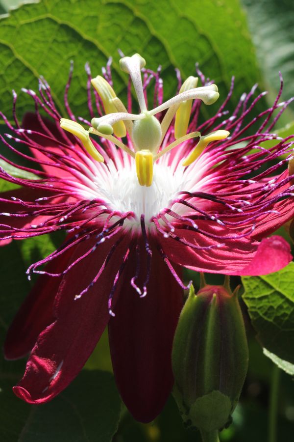 A Red Passionflower thumbnail