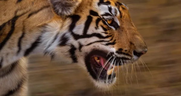 Breath of Motion thumbnail