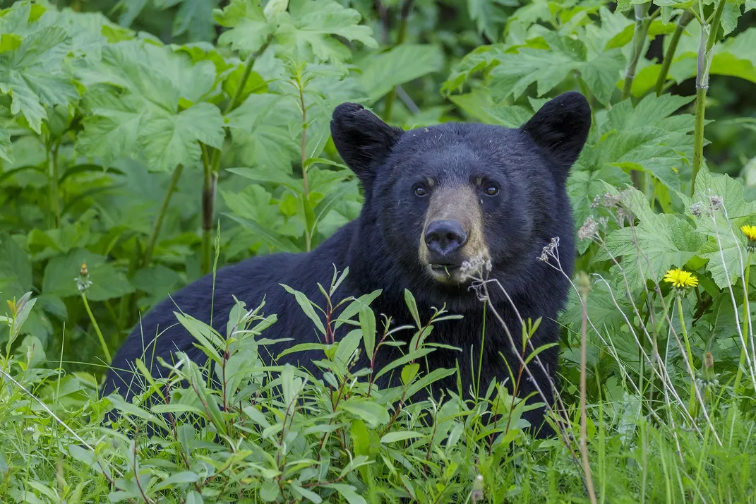 American black bear sitting in green brush