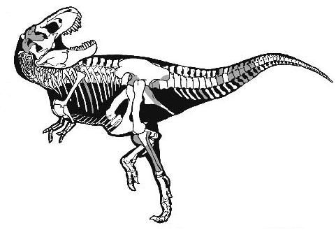 20110520083123sampson-tyrannosaurus-skeleton.jpg