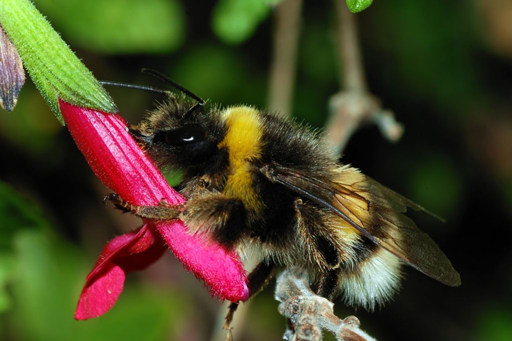 Bumblebee_October_2007-3a.jpg