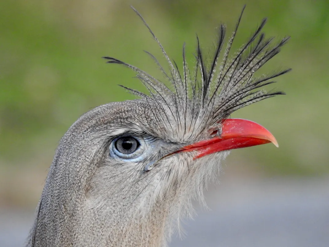 A close-up of the head of a bird with a reddish beak
