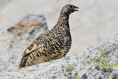 The Mount Rainier white-tailed ptarmigan is one of the few animals that spends its entire life at high elevations.