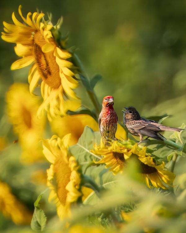 Mr and Mrs House Finch Arguing on a Sunflower thumbnail