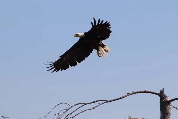 Eagle landing on a tree thumbnail