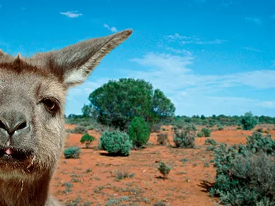 Koalas, kangaroos and wallabies are abundant on the island