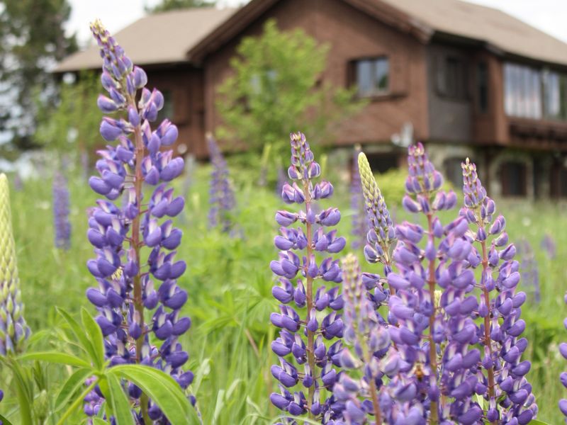 Lupine Festival in New Hampshire Smithsonian Photo Contest
