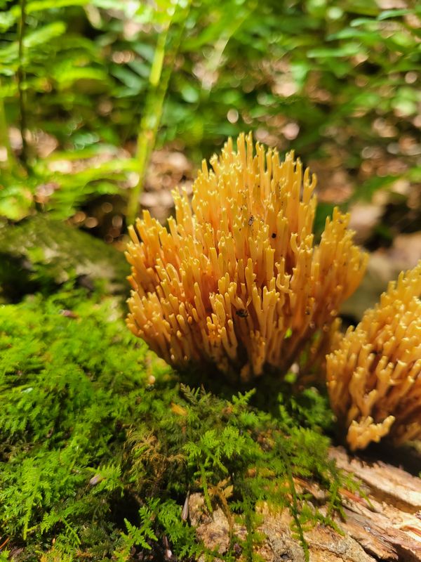Orange fungus on the Forest Floor thumbnail