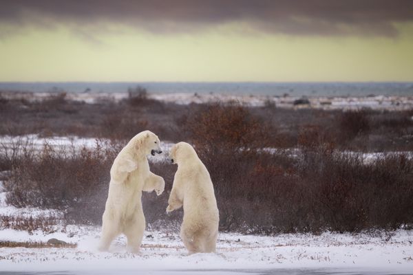 Polar bear face off thumbnail