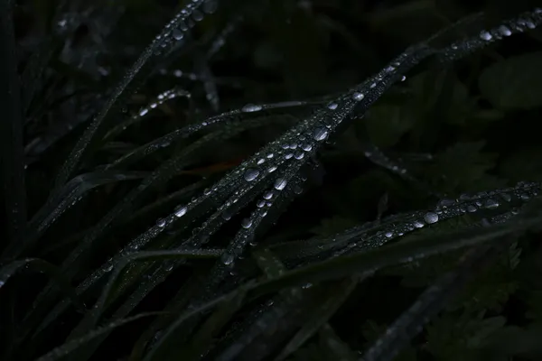 raindrops thumbnail