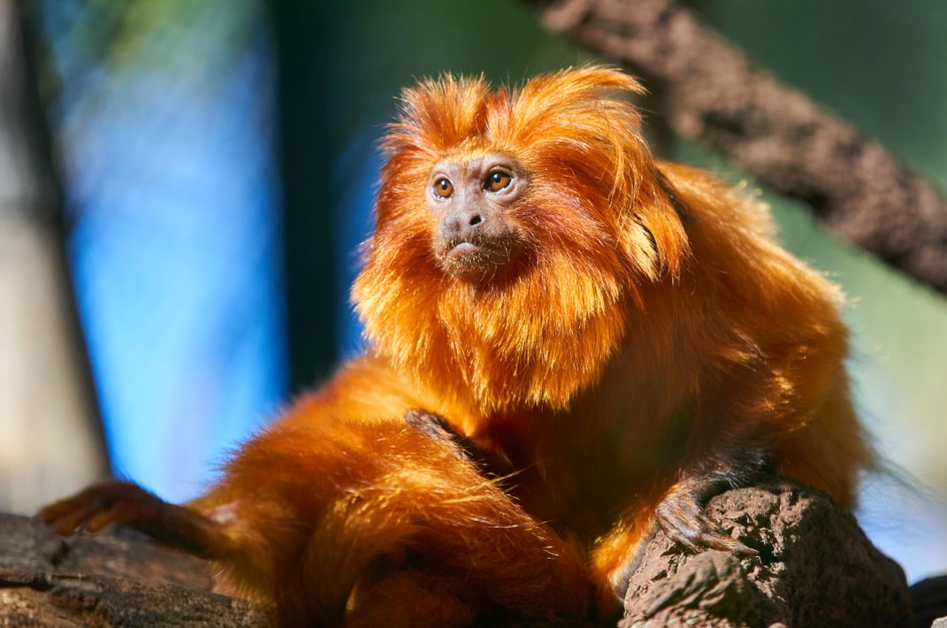 Golden Lion Tamarin 