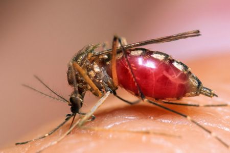 Skin bacteria may have lured in this hungry Aedes aegypti mosquito. 