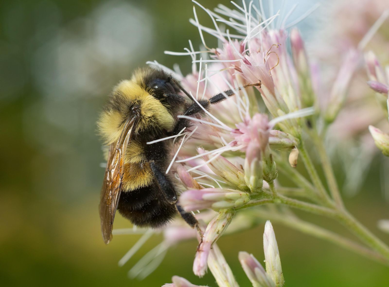 Insect watch: Large earth bumblebee