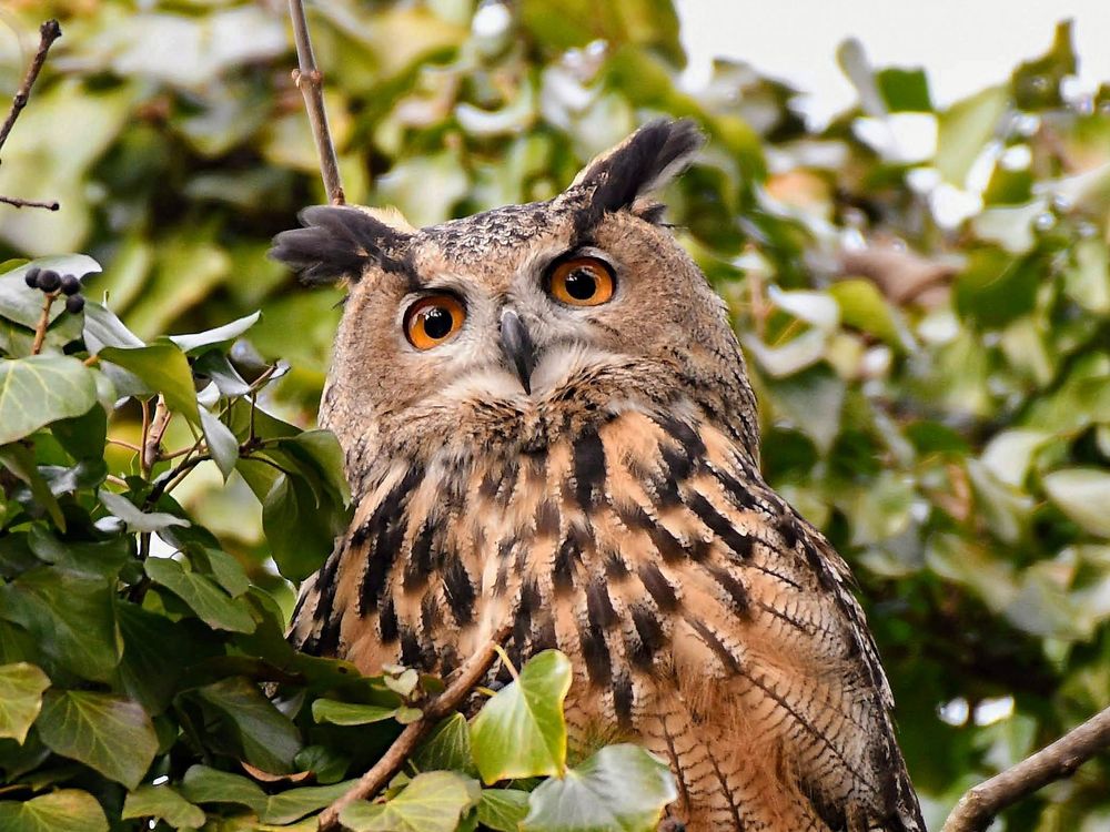 Owl Escapes From Zoo, Becomes a New York Celebrity