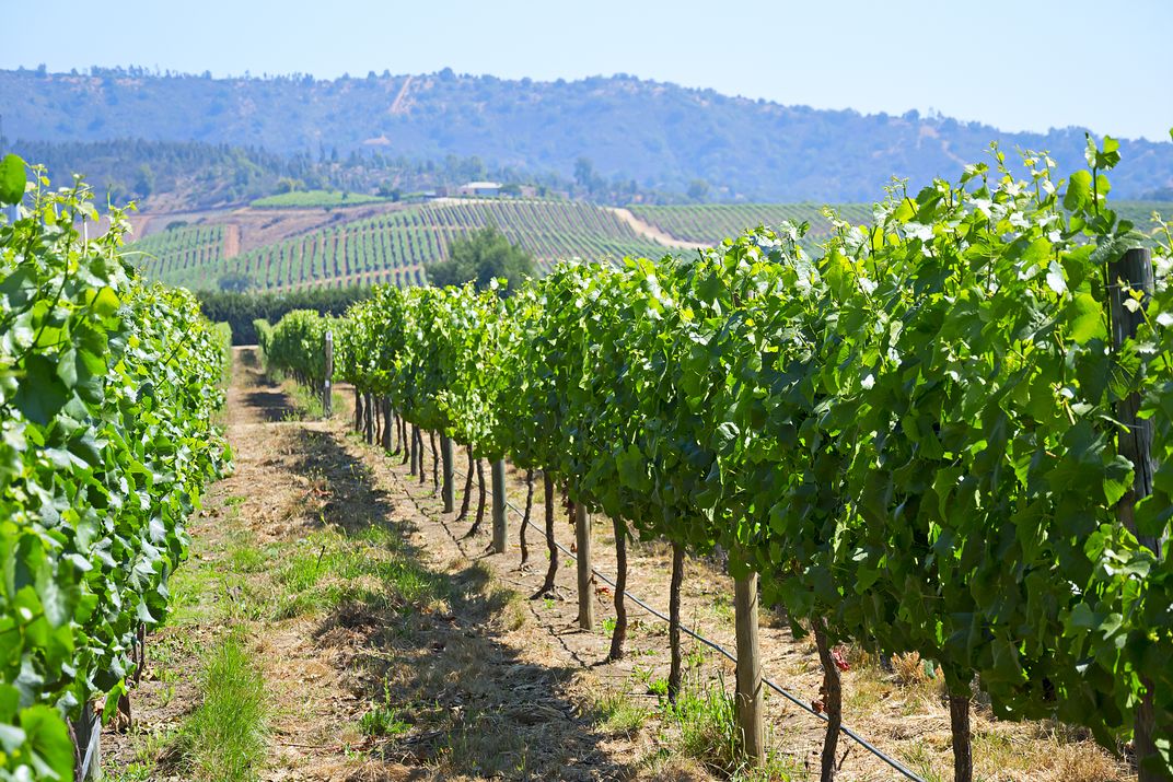 Elqui Valley Vineyard
