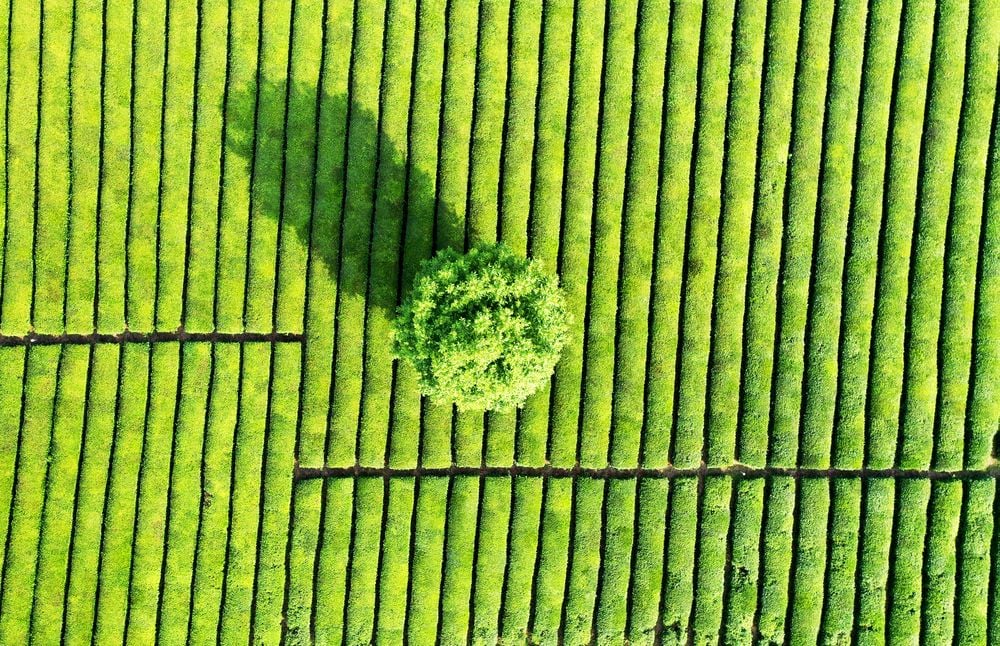 Never feel inferior when you see others grow. 
One day you may be a seed, one day you may become a tree.
This is the story of a tree that grew among the green bushes of tea leaves.