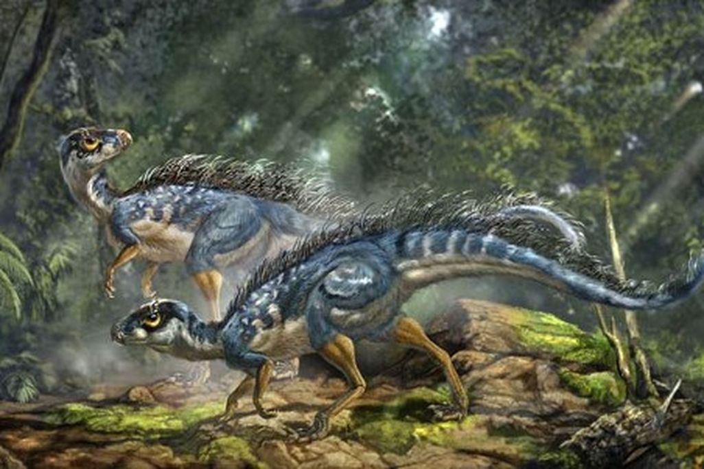 20110520083122tianyulong-bristly-dinosaur.jpg